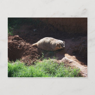 Carte Postale Badger