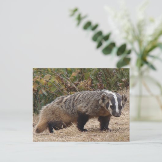 Carte postale Badger (Debout devant)