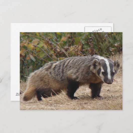 Carte postale Badger (Devant / Derrière)