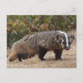 Carte postale Badger (Devant)