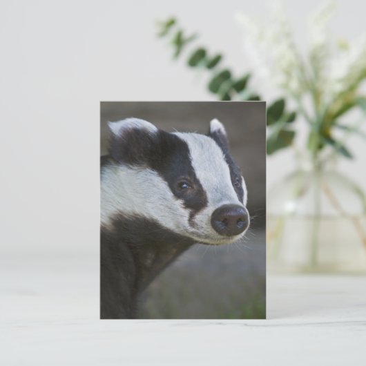 Carte postale Badger Portrait (Debout devant)