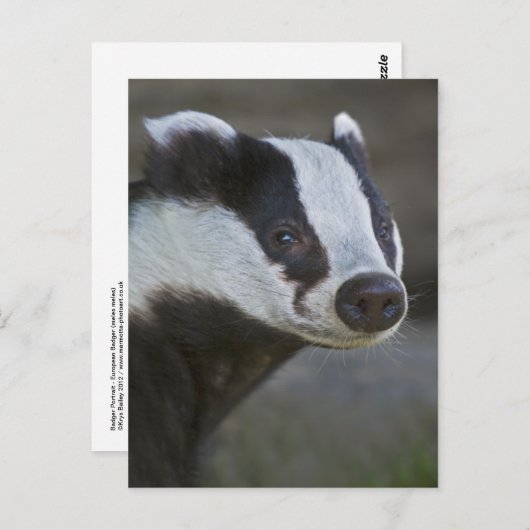 Carte postale Badger Portrait (Devant / Derrière)