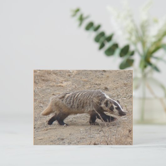 Carte postale Badger Walking (Debout devant)