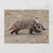 Carte postale Badger Walking (Devant)
