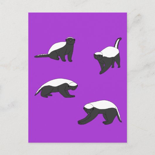 Carte Postale Badgers de miel (Devant)