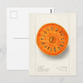 Carte Postale Bael (Aegle Marmelos) Peinture à l'aquarelle de fr (Devant / Derrière)