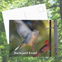 Bagarre de jardin entre tourterelles et cardinaux