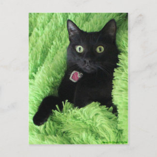 Carte Postale Bagheera le chat noir