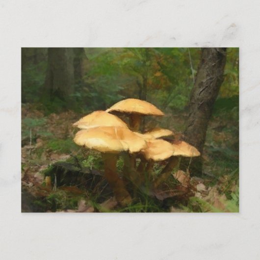 Carte Postale Bague de champignons poilus (Devant)