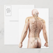 Carte Postale Bagues du corps supérieur 2 (Devant / Derrière)