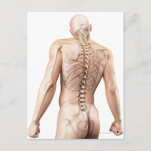 Carte Postale Bagues du corps supérieur 2 (Devant)