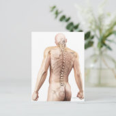 Carte Postale Bagues du corps supérieur 2 (Debout devant)