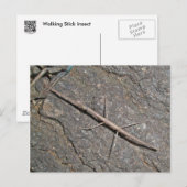 Carte Postale Baguette commune (Diapheromera femorata) (Devant / Derrière)