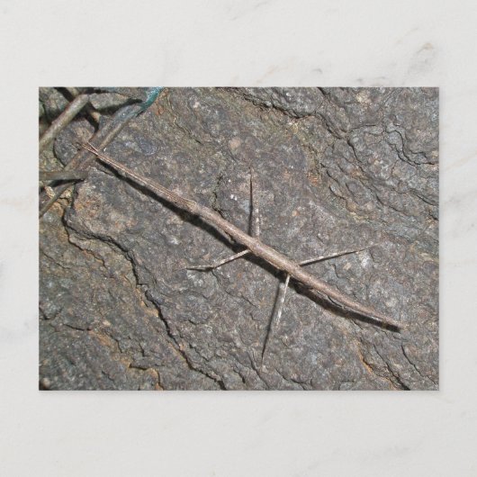 Carte Postale Baguette commune (Diapheromera femorata) (Devant)