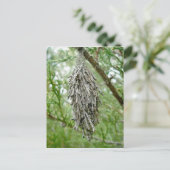 Carte postale Bagworm (Debout devant)