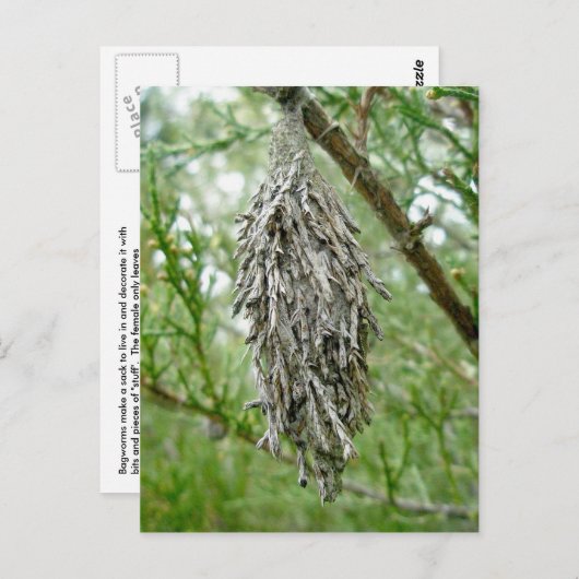 Carte postale Bagworm (Devant / Derrière)