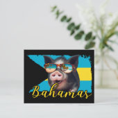 Carte Postale Bahamas Pignoires - Exuma Pig Beach Adventure (Debout devant)