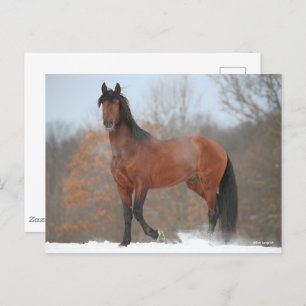 Carte Postale Baie Andalousie Stallion debout En Neige