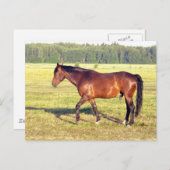 Carte Postale Baie appée (Devant / Derrière)