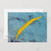 Carte Postale BAIE DE HANAUMA HAWAÏ - Poisson Trompette (Nunu) (Devant / Derrière)