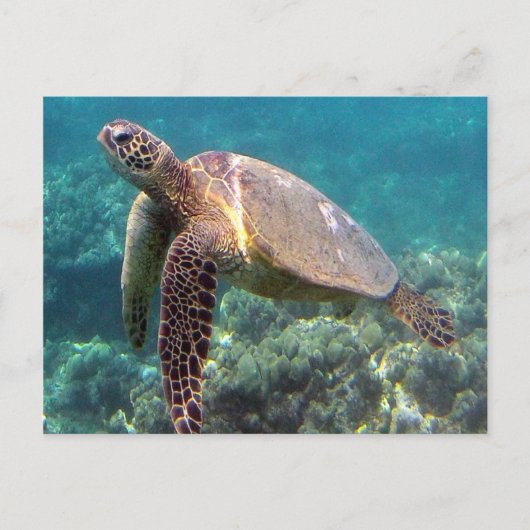 Carte Postale Baie de Hanauma Hawaii Tortue (Devant)