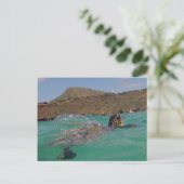 Carte Postale Baie de Hanauma Hawaii Tortue (Debout devant)
