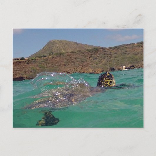 Carte Postale Baie de Hanauma Hawaii Tortue (Devant)