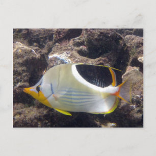 Carte Postale Baie de Hanauma - Poisson papillon à selle
