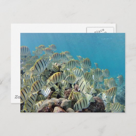 Carte Postale Baie de Hanauma - Tangs condamnés (Devant / Derrière)