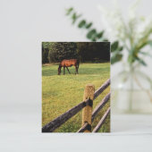 Carte Postale Baie de pâturage (Debout devant)