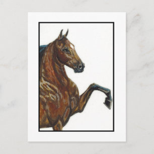 Carte Postale Baie Harnais Pony 3