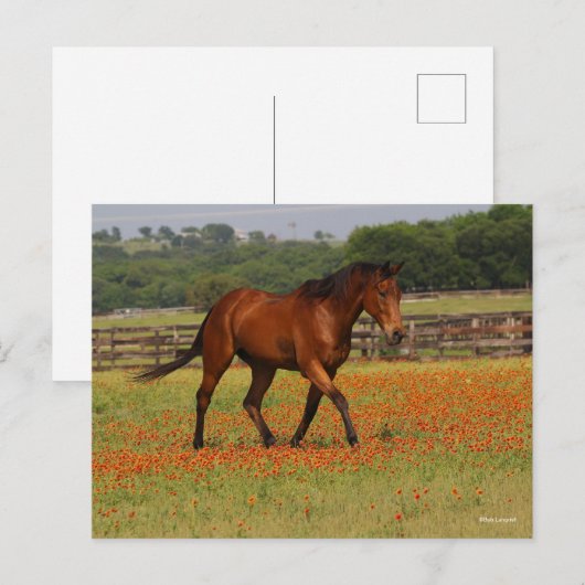 Carte Postale Baie Thoroughbred Horse Walking Flowers (Devant / Derrière)