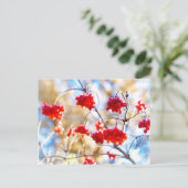 Carte Postale Baies d'Arrowwood (Debout devant)