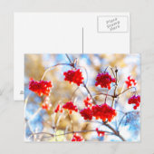 Carte Postale Baies d'Arrowwood (Devant / Derrière)