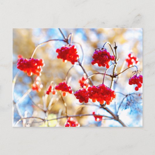 Carte Postale Baies d'Arrowwood (Devant)