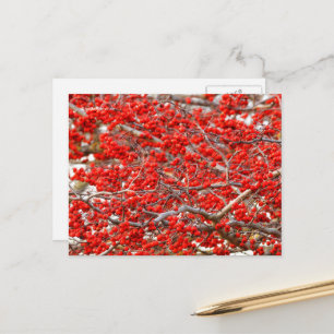 Carte Postale Baies de houx rouge vif d'arbres à Winterberries