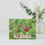 Carte Postale Baies De Salmoniculture En Alaska (Debout devant)
