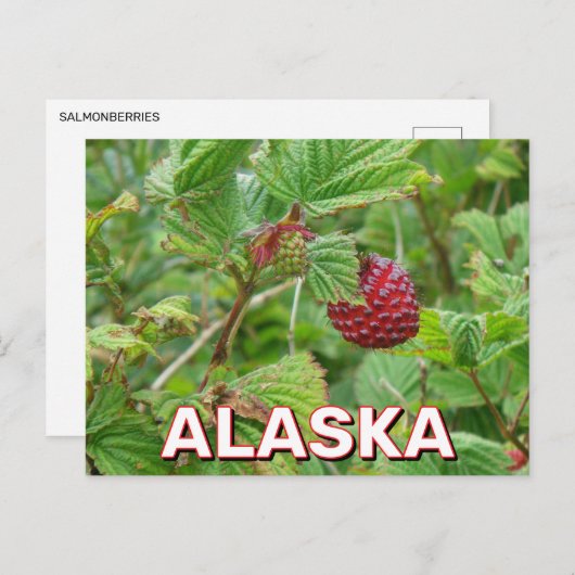 Carte Postale Baies De Salmoniculture En Alaska (Devant / Derrière)