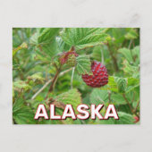 Carte Postale Baies De Salmoniculture En Alaska (Devant)