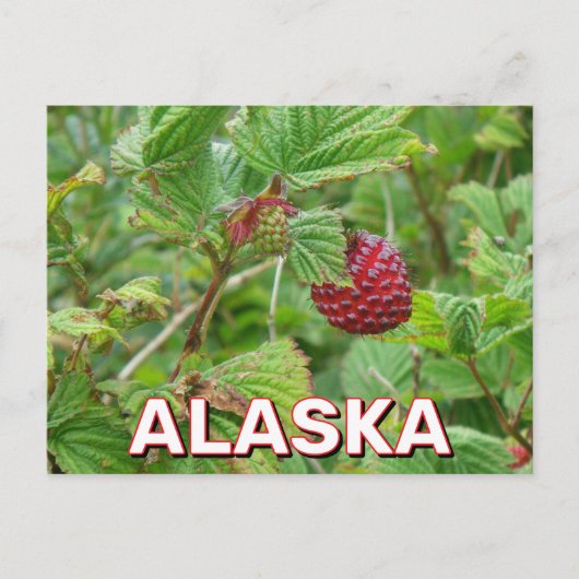 Carte Postale Baies De Salmoniculture En Alaska (Devant)