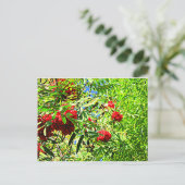 Carte Postale Baies de sorbe (Debout devant)
