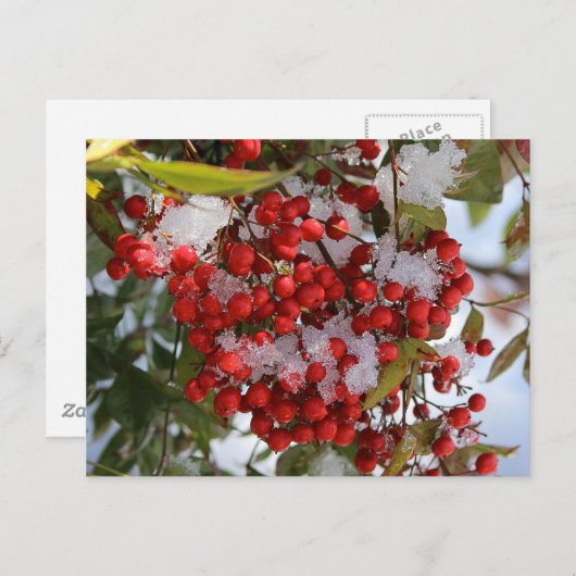 Carte Postale Baies d'hiver (Devant / Derrière)