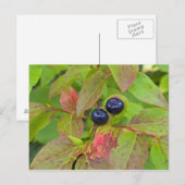 Carte Postale Baies mûres dans le Flathead National (Devant / Derrière)