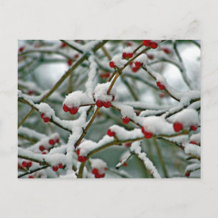 Carte Postale Baies rouges dans la neige d'hiver
