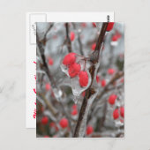 Carte Postale Baies rouges englouties dans la glace (Devant / Derrière)