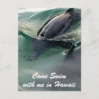 Baignade avec les dauphins à Hawaï Big Island