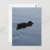 Carte Postale Baignade Canard dans le lac, Nature Oiseau Faune B (Devant / Derrière)