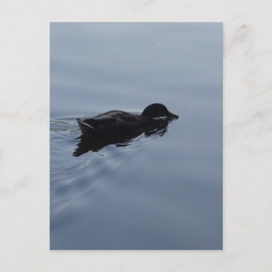 Carte Postale Baignade Canard dans le lac, Nature Oiseau Faune B (Devant)
