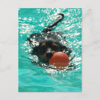 Carte Postale Baignade Dachshund !