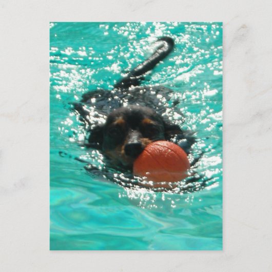Carte Postale Baignade Dachshund ! (Devant)